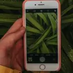 Descubre la app que te permite saber el nome de una planta